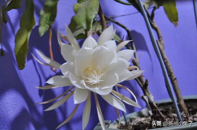 这一夜，你为我开、我为卿狂