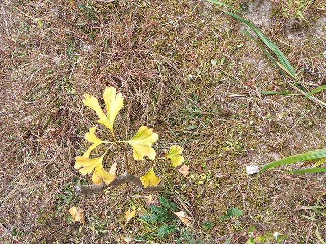 鲨鱼记账怎么赚钱鲨鱼记账兼职赚钱是真是假,鲨鱼记账怎么盈利