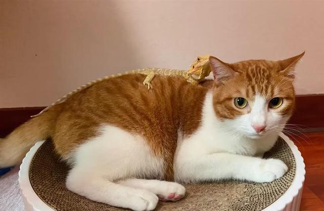 十块钱的无毒小宠物蛇在哪买,无毒的宠物蛇哪里买