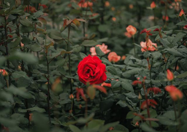 文案馆馆长头像,文案馆的图片