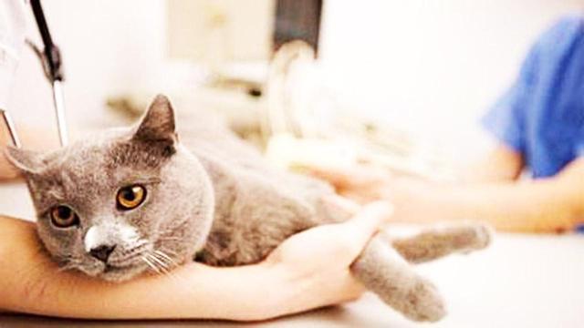 短毛猫品种及图片价格,短毛猫品种及图片黄色