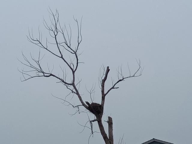 老人老家老树老窝