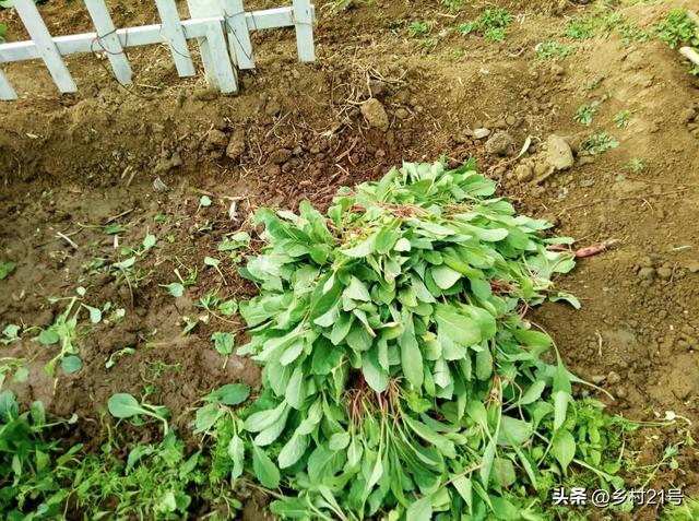 鸡屎发酵最简单方法图片,鸡屎发酵最简单方法图片大全