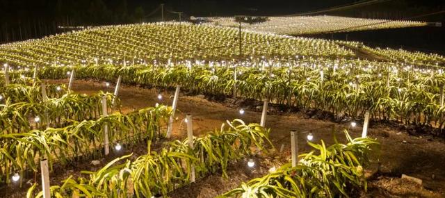 一亩田农产品批发可靠吗,洋槐花，一亩田农产品批发可靠吗安全吗