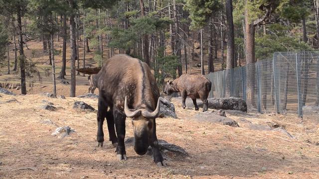 26969四不像图片,928405877四不像四图"