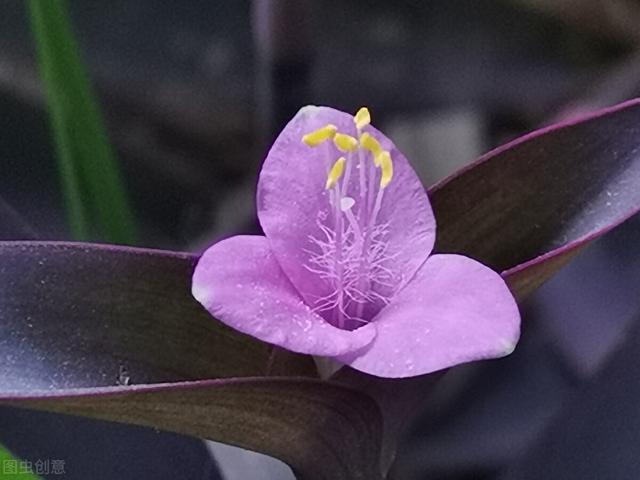 白玉簪花的药用作用是什么意思,白玉簪花药用作用怎样用