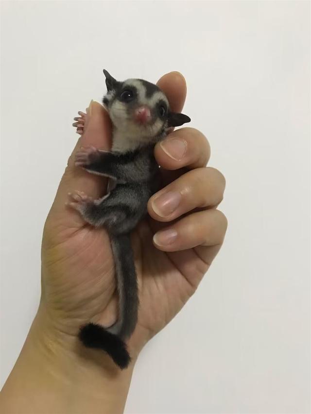 十块钱的无毒小宠物蛇在哪买,无毒的宠物蛇哪里买