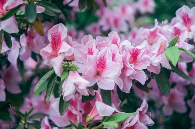 哈尔滨焦元南满立柱,哈尔滨焦元楠是谁