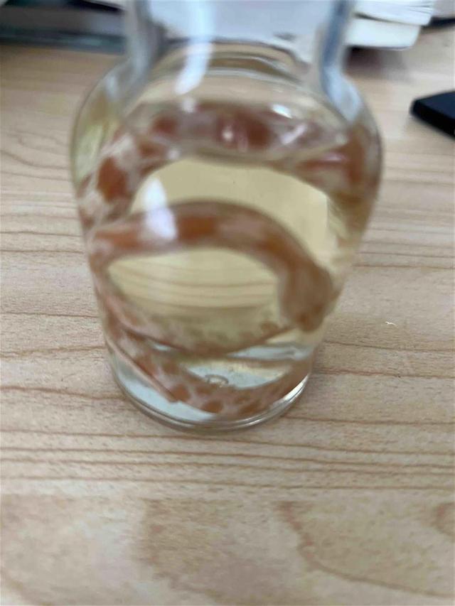 十块钱的无毒小宠物蛇在哪买,无毒的宠物蛇哪里买