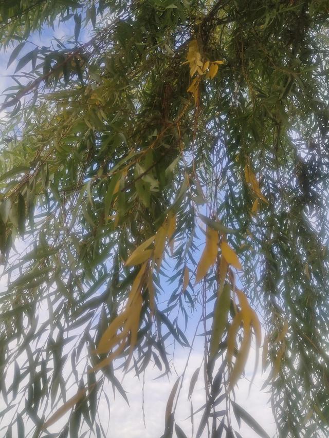 幼儿园老师公开课自评,幼儿园公开课不足反思