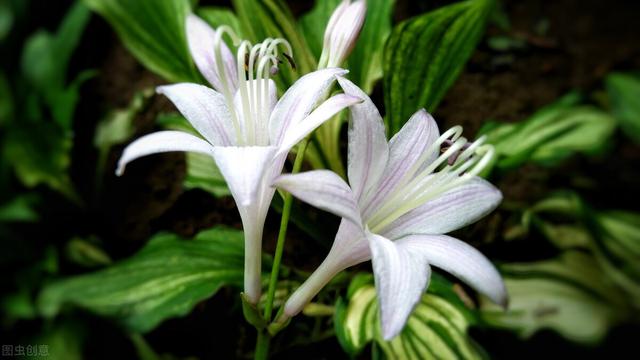 白玉簪花的药用作用是什么意思,白玉簪花药用作用怎样用