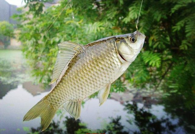 渔具店进货渠道有哪些,渔具店进货渠道有哪些视频