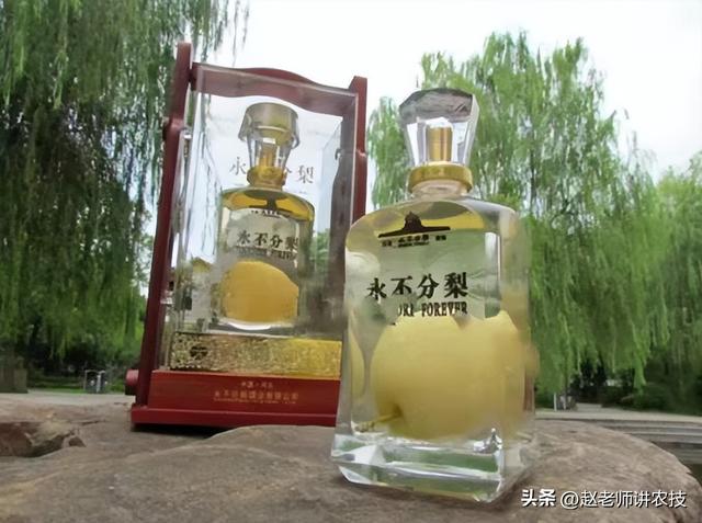 邯郸永不分梨酒业股份有限公司_五粮液,邯郸永不分梨酒业五粮液价格