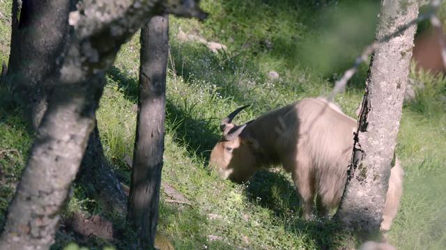 26969四不像图片,928405877四不像四图"