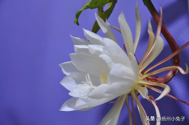 这一夜，你为我开、我为卿狂