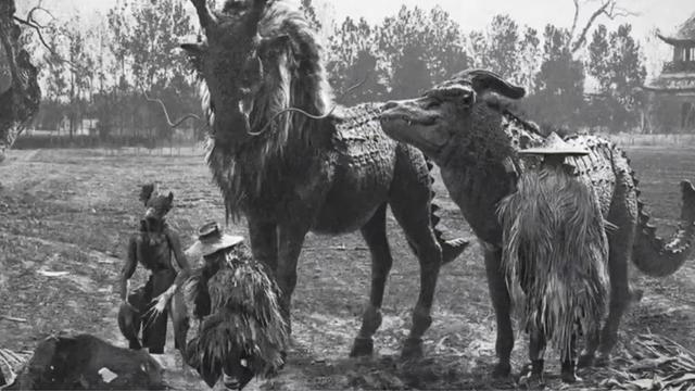 世界上最后一只麒麟图片真实，世界上最后一只麒麟图片真实版