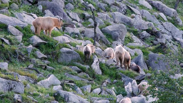 26969四不像图片,928405877四不像四图"