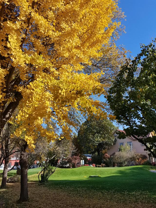 微头条是哪个公司的,头条微头条是什么