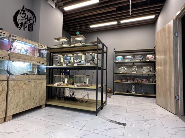 十块钱的无毒小宠物蛇在哪买,无毒的宠物蛇哪里买