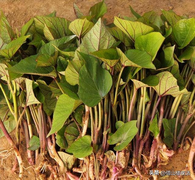 湿乎乎的话题虎扑社区,湿乎乎的论坛