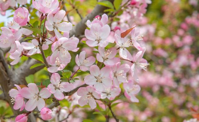 哈尔滨焦元南满立柱,哈尔滨焦元楠是谁