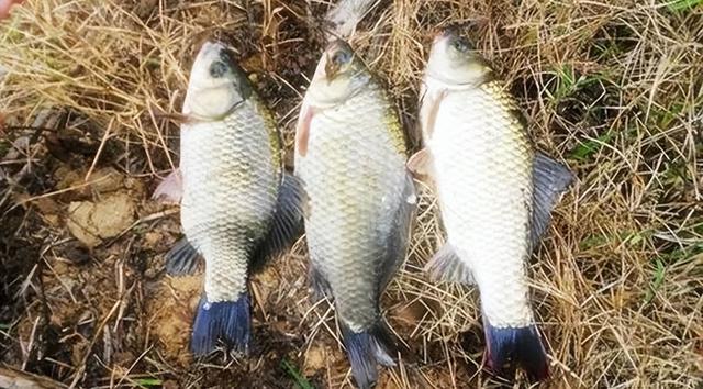 渔具店进货渠道有哪些,渔具店进货渠道有哪些视频