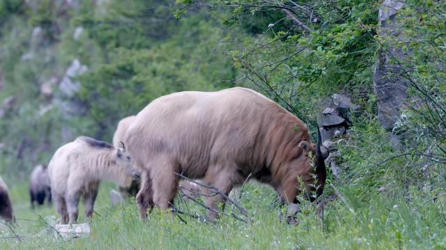 26969四不像图片,928405877四不像四图"