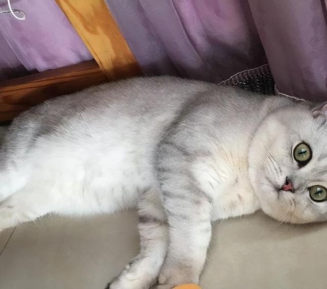 短毛猫品种及图片价格,短毛猫品种及图片黄色