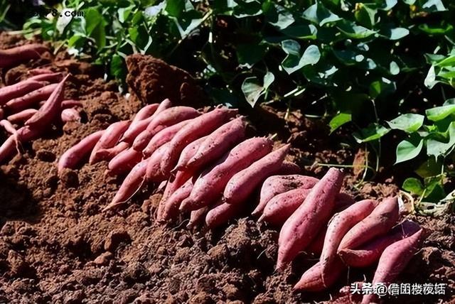 湿乎乎的话题虎扑社区,湿乎乎的论坛