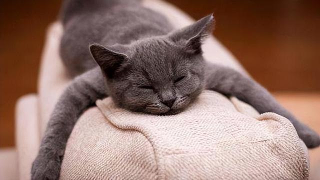 短毛猫品种及图片价格,短毛猫品种及图片黄色