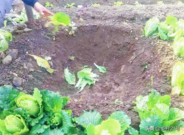 鸡屎发酵最简单方法图片,鸡屎发酵最简单方法图片大全