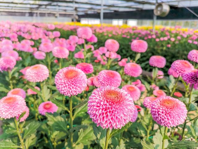 哈尔滨焦元南满立柱,哈尔滨焦元楠是谁