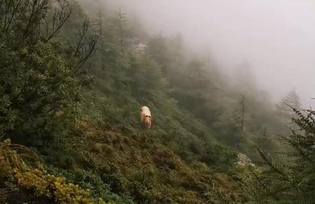 26969四不像图片,928405877四不像四图"