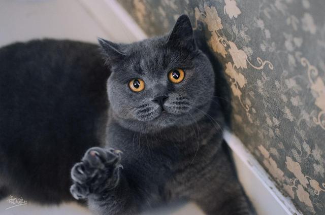 短毛猫品种及图片价格,短毛猫品种及图片黄色