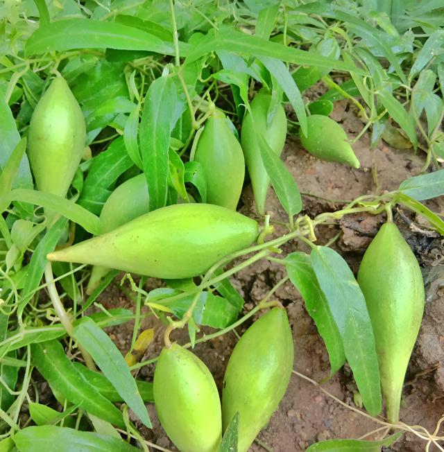 羊奶果适合什么地方种植呢图片,羊奶果适合哪里种植