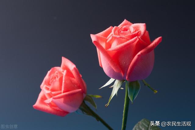 朵粉玫瑰不能随便送人,11朵粉玫瑰适合送什么人"