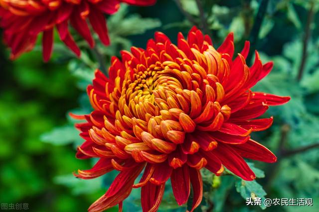 朵粉玫瑰不能随便送人,11朵粉玫瑰适合送什么人"