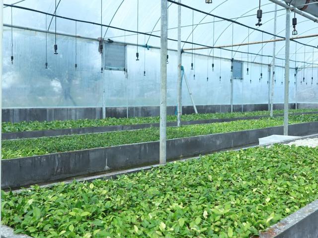 附近园林绿化苗木公司电话,附近园林绿化苗木公司电话号码