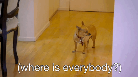 泰迪智商相当于几岁小孩,成年泰迪智商相当于几岁小孩