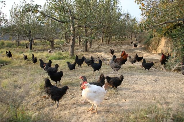 公司盈利模式怎么写分析,公司盈利模式怎么写的