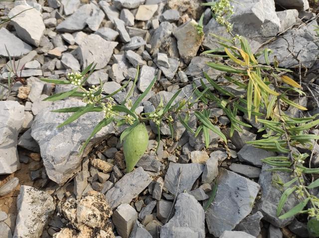 羊奶果适合什么地方种植呢图片,羊奶果适合哪里种植