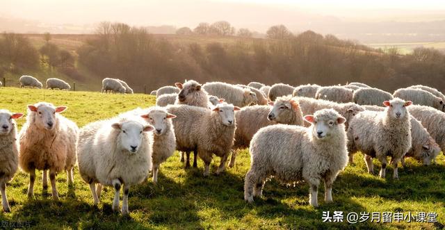 有什么方法可以让羊不动,有什么方法可以让羊不动产