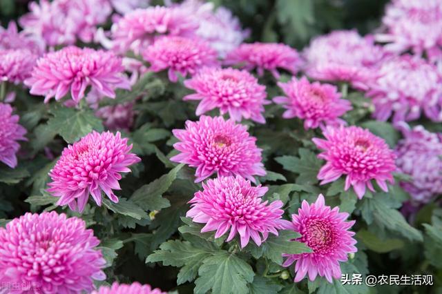 朵粉玫瑰不能随便送人,11朵粉玫瑰适合送什么人"