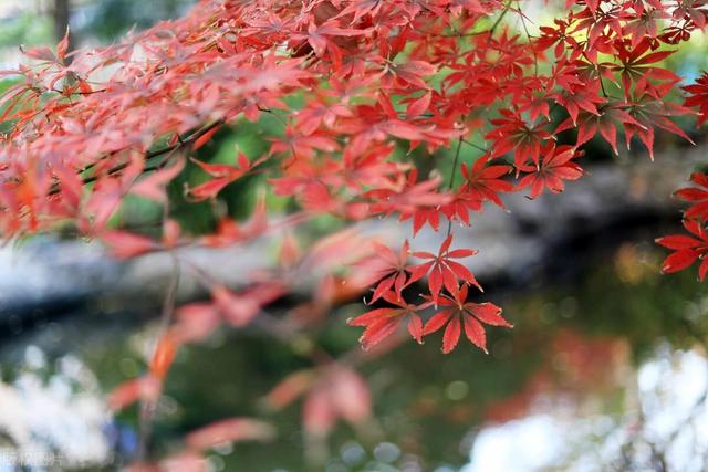 北京加代的葬礼,任加代北京大哥的葬礼