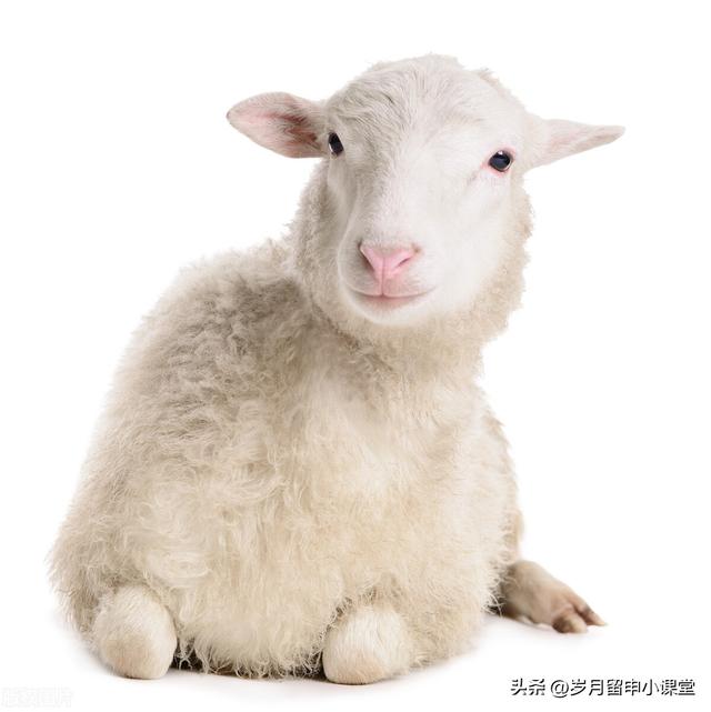 有什么方法可以让羊不动,有什么方法可以让羊不动产