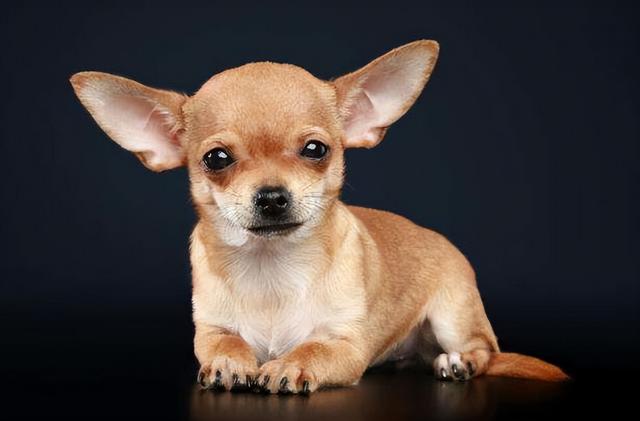 泰迪智商相当于几岁小孩,成年泰迪智商相当于几岁小孩