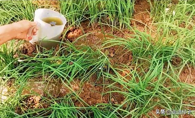 什么东西可以快速杀死蛆虫卵,什么东西可以快速杀死蛆虫卵呢