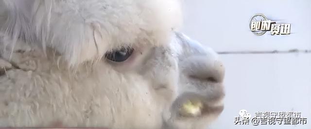 宠物羊驼幼崽多少钱一只,宠物羊驼幼崽多少钱一只图片