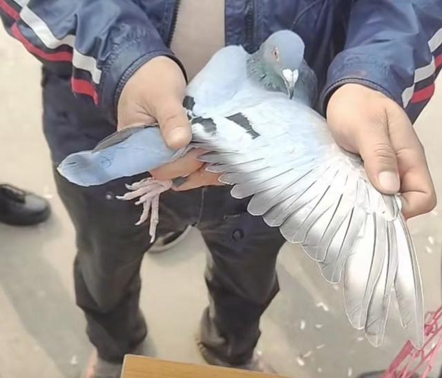 科汇赛鸽赛事直播网站,科汇赛鸽赛事直播网站网址