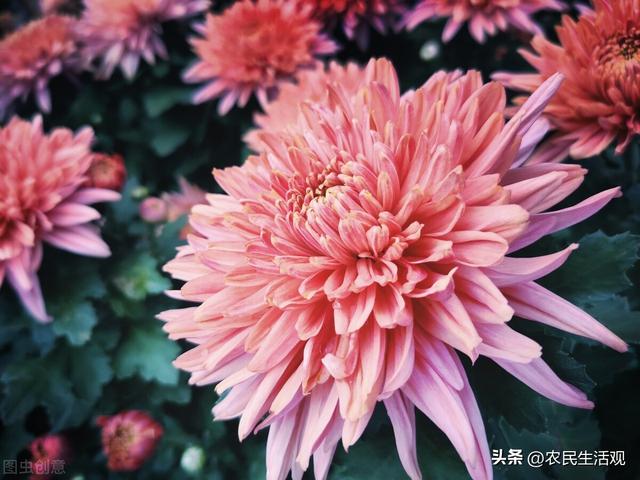 朵粉玫瑰不能随便送人,11朵粉玫瑰适合送什么人"